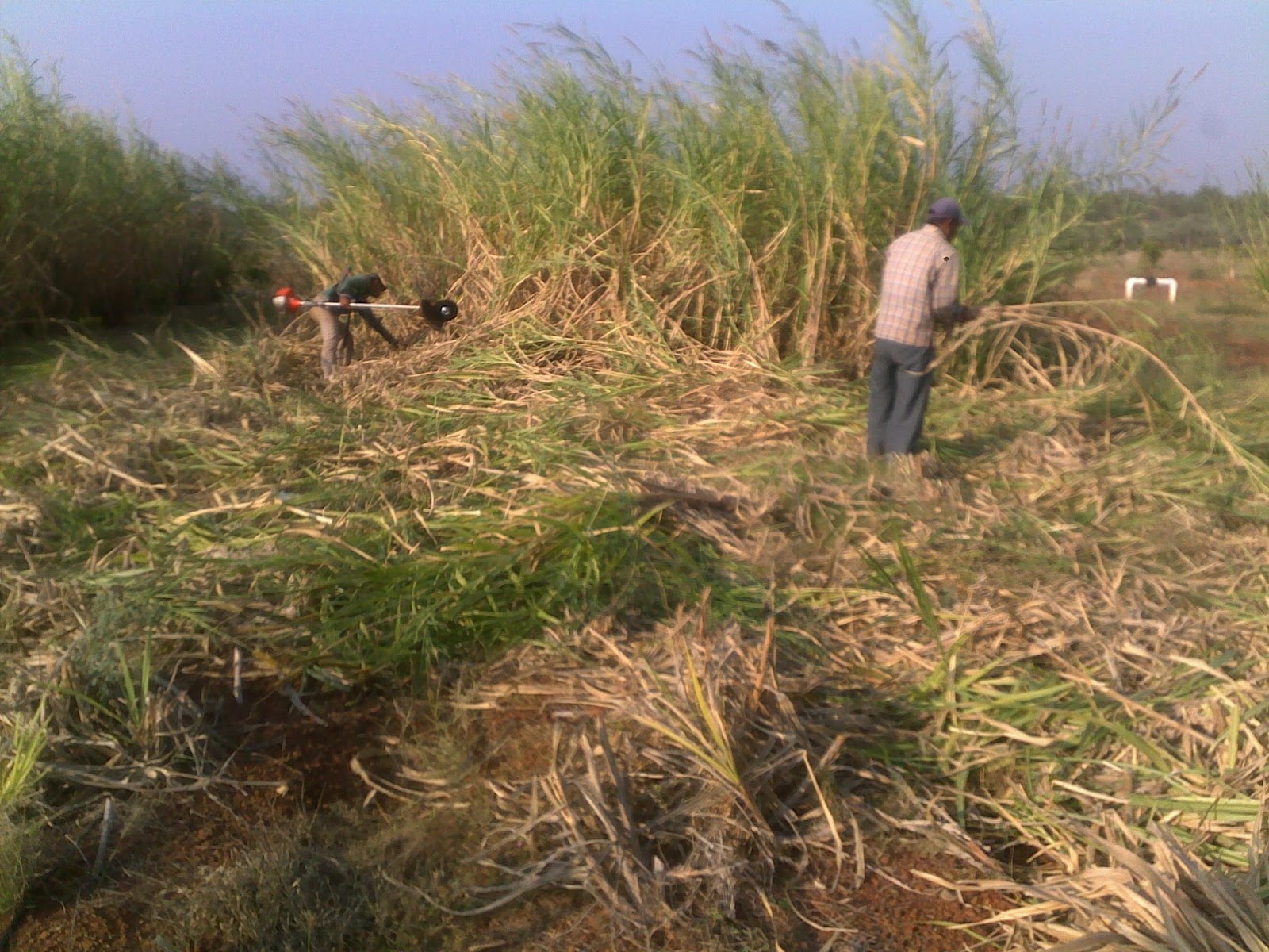 Techie2Aggie Processing CO4 fodder for Goats & Sheep