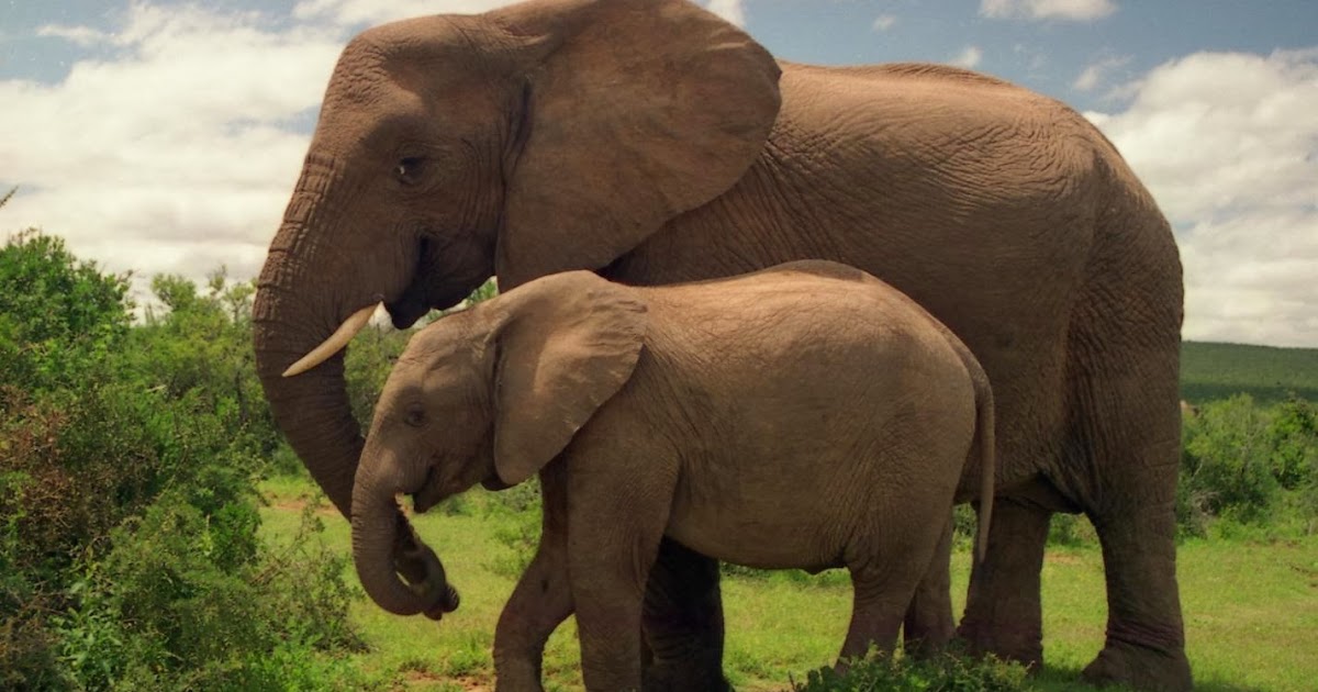 South African Elephant Pets