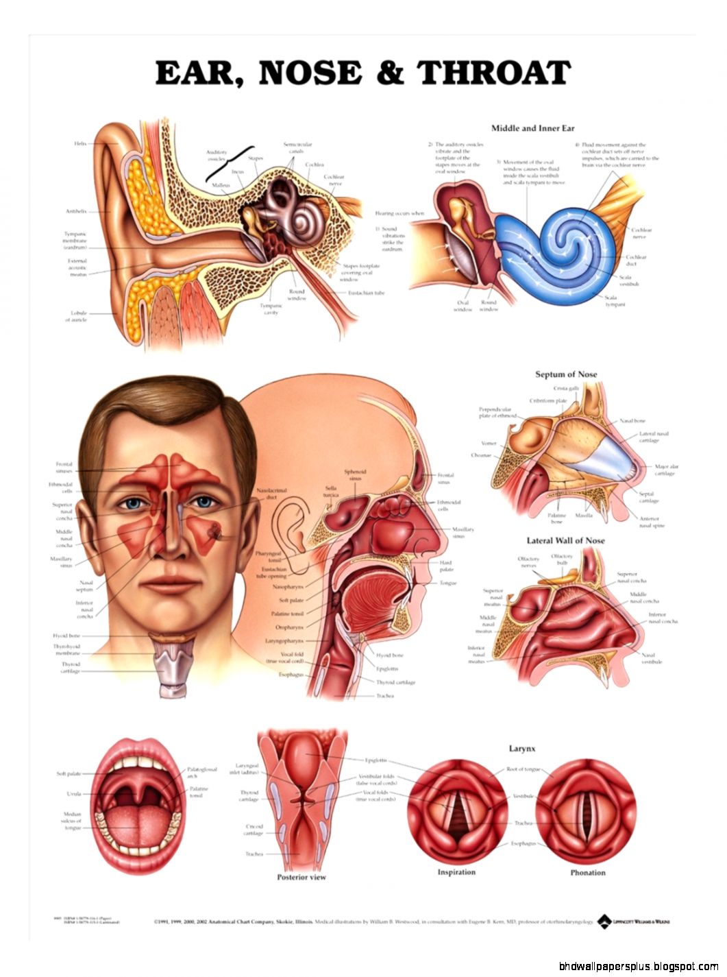Ear Nose Throat Anatomical Chart Anatomy Models and Ear Nose Throat Anatomical Chart Anatomy Models and