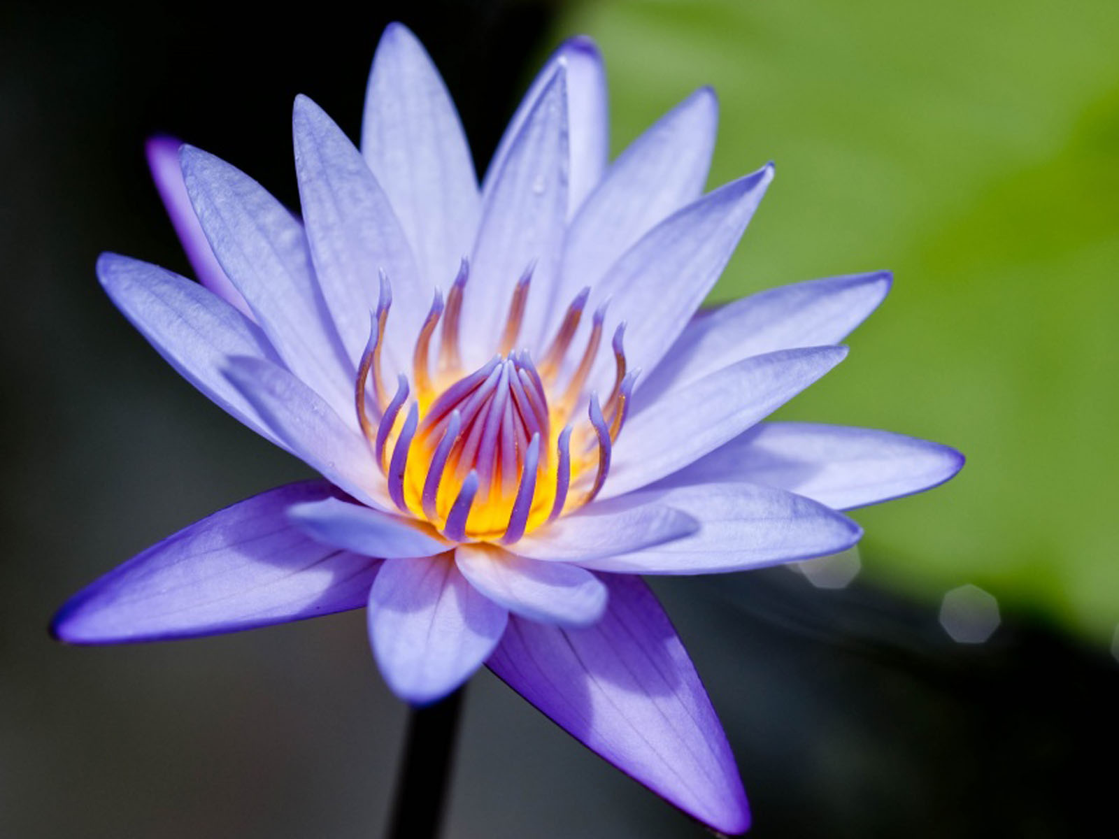 Water Lilies
