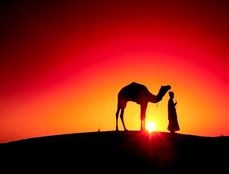 Camel Wallpaper Sahara Camels Animal Wallpaper Camel Wallpaper Sahara Camels Animal Wallpaper