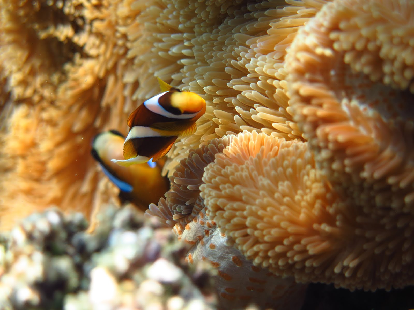 Nemo's cousin - A Great Barrier Reef Anemone Fish