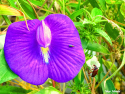 Não sei o nome dessa flor...