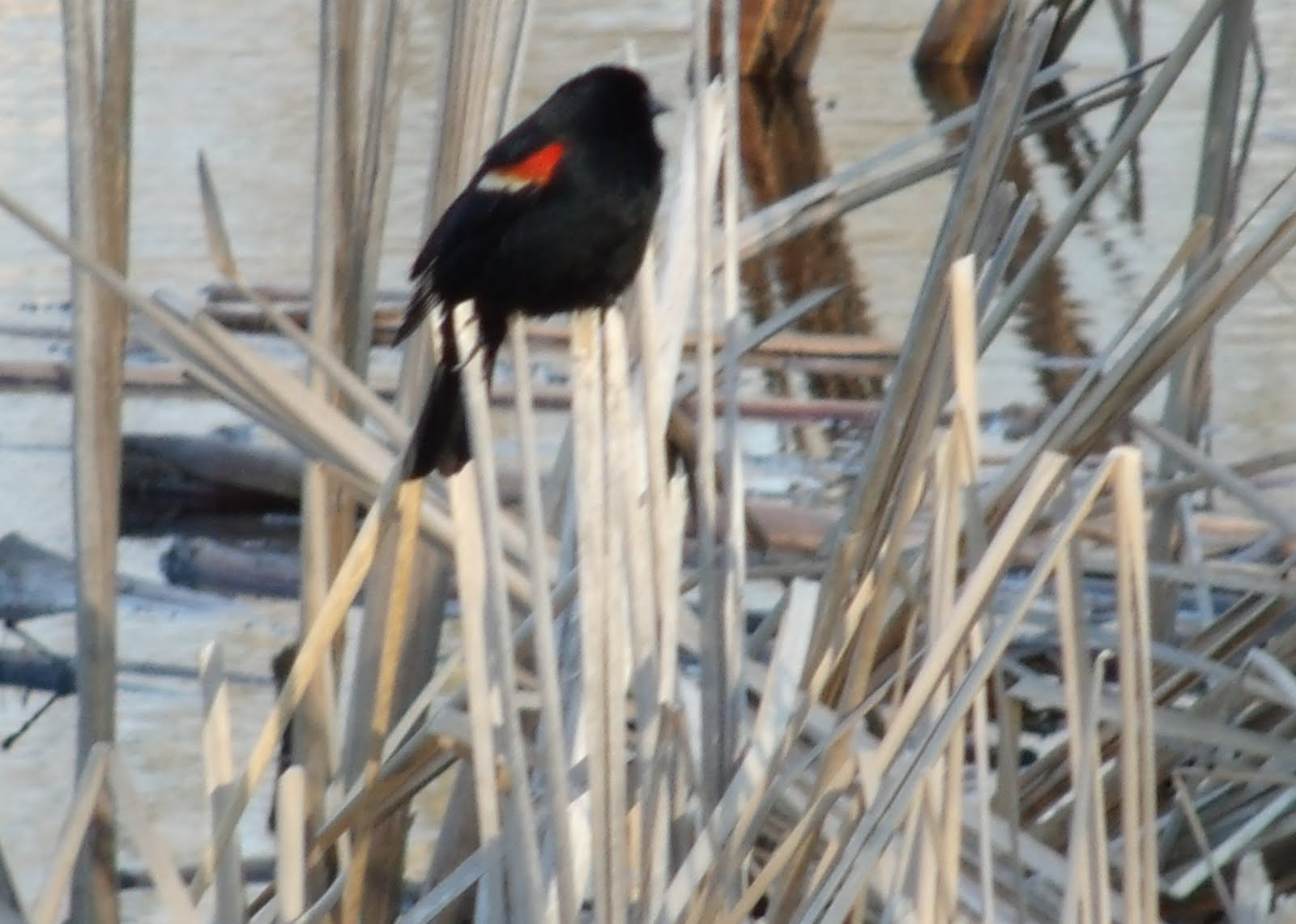 real blackbird
