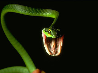 foto foto ular