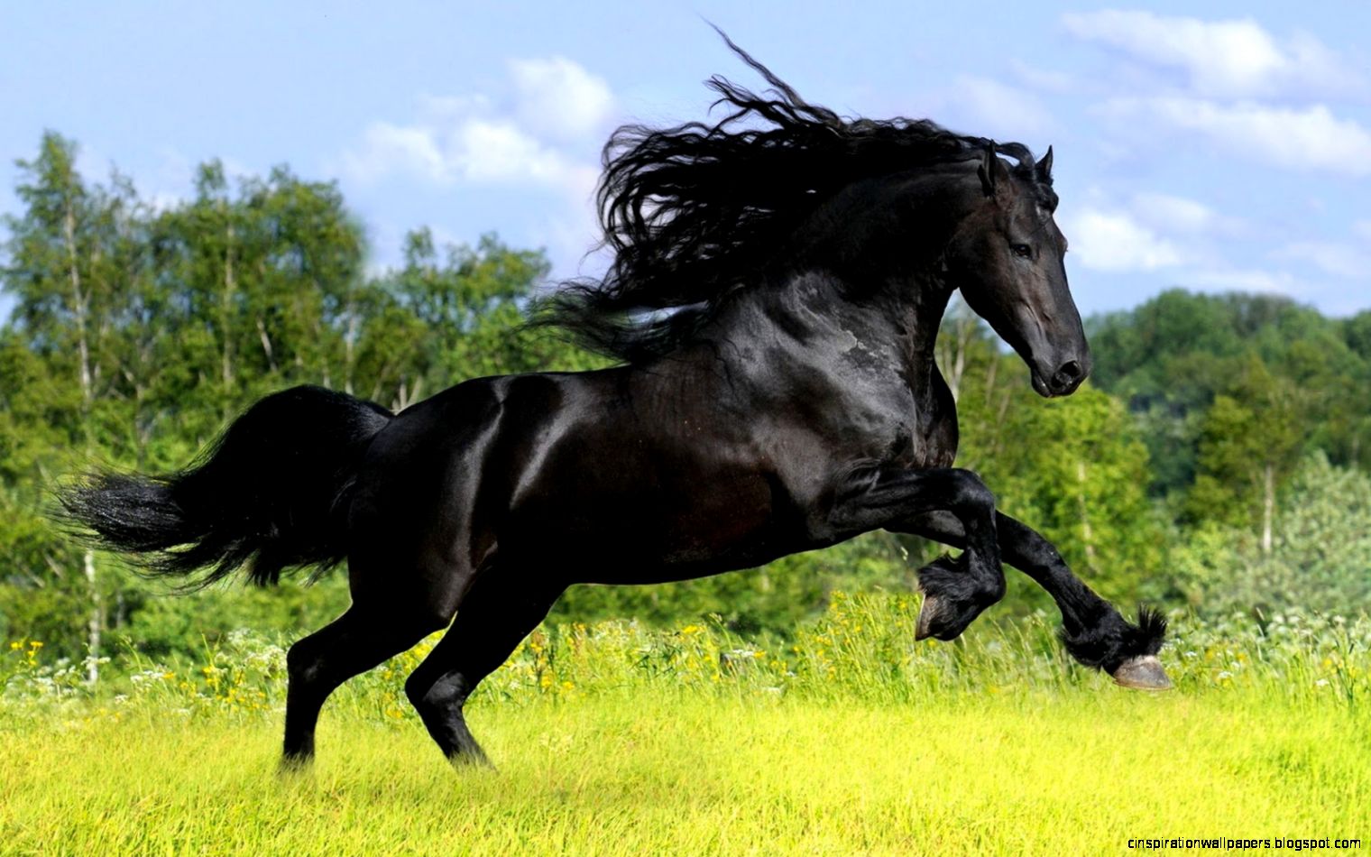 Black Horse HD Wallpapers Download Black Horse Images Cool Black Horse HD Wallpapers Download Black Horse Images Cool