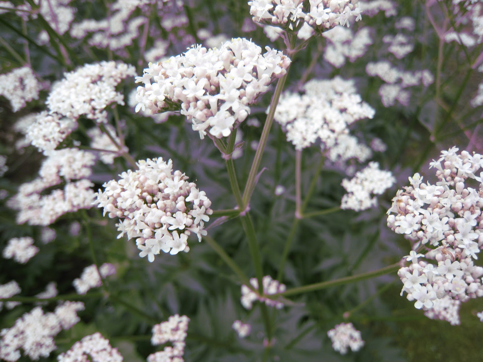 Dreaming A Beautiful World Harvesting Herbal Roots