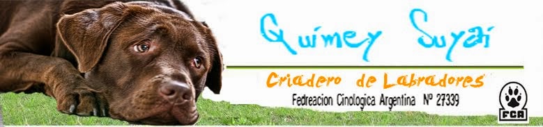 Criadero Labradores     "Quimey Suyai"