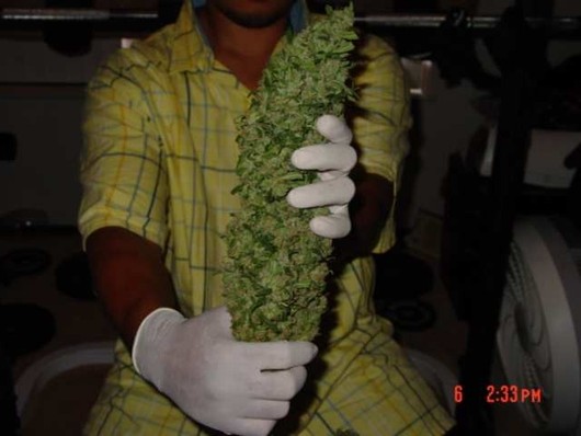 Biggest Cannabis Bud