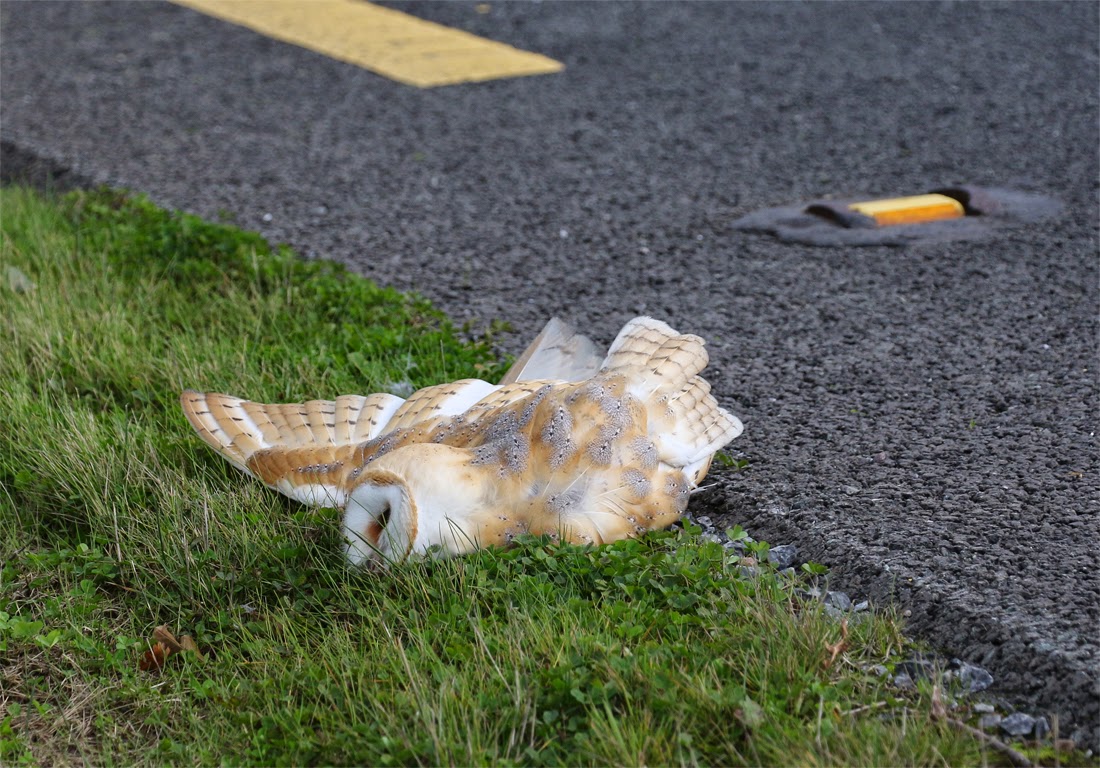 Kerry Birding Another dead Barn Owl on the Tralee Bypass