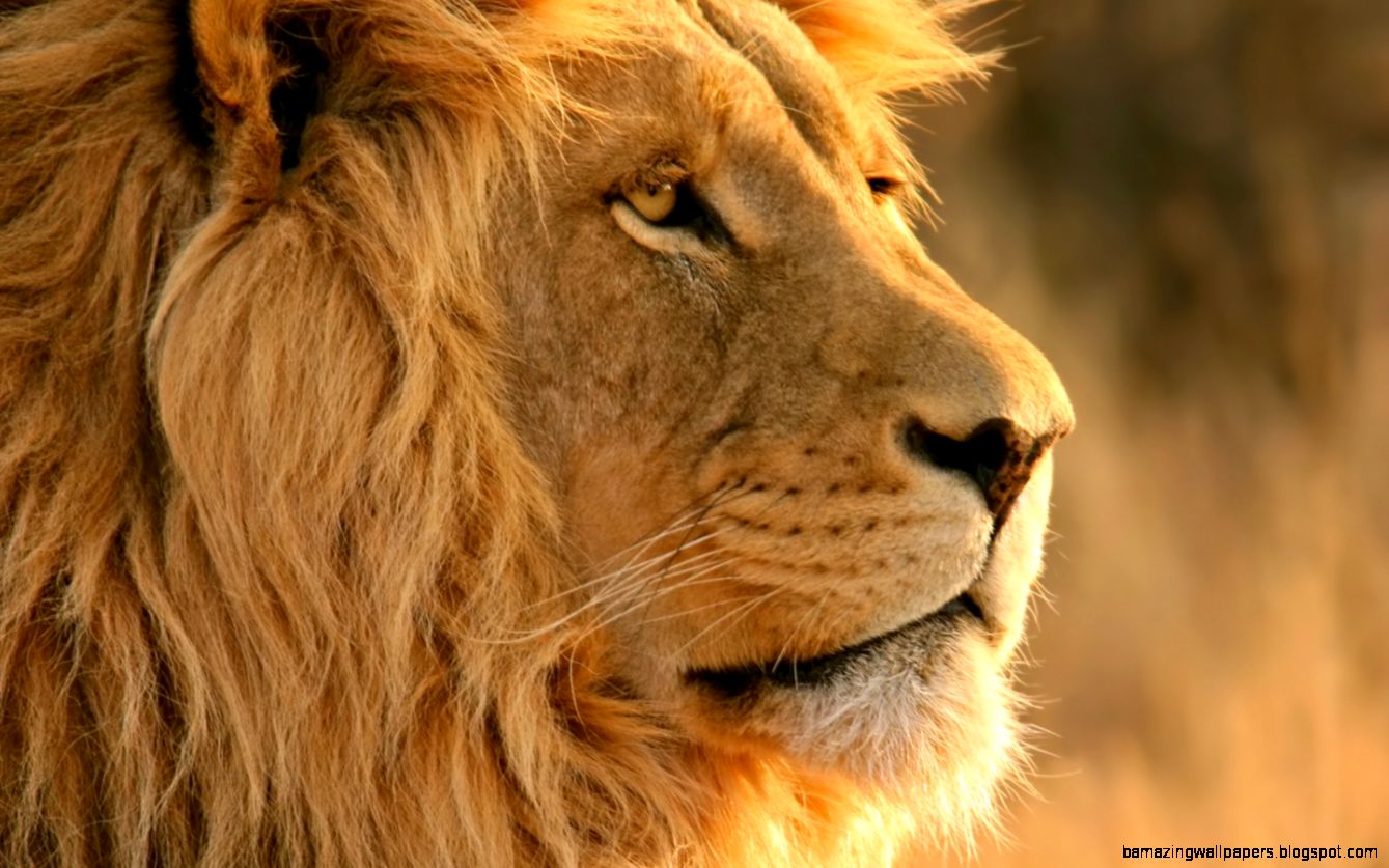 Angry Lion Wallpaper Hd 1080P | Amazing Wallpapers