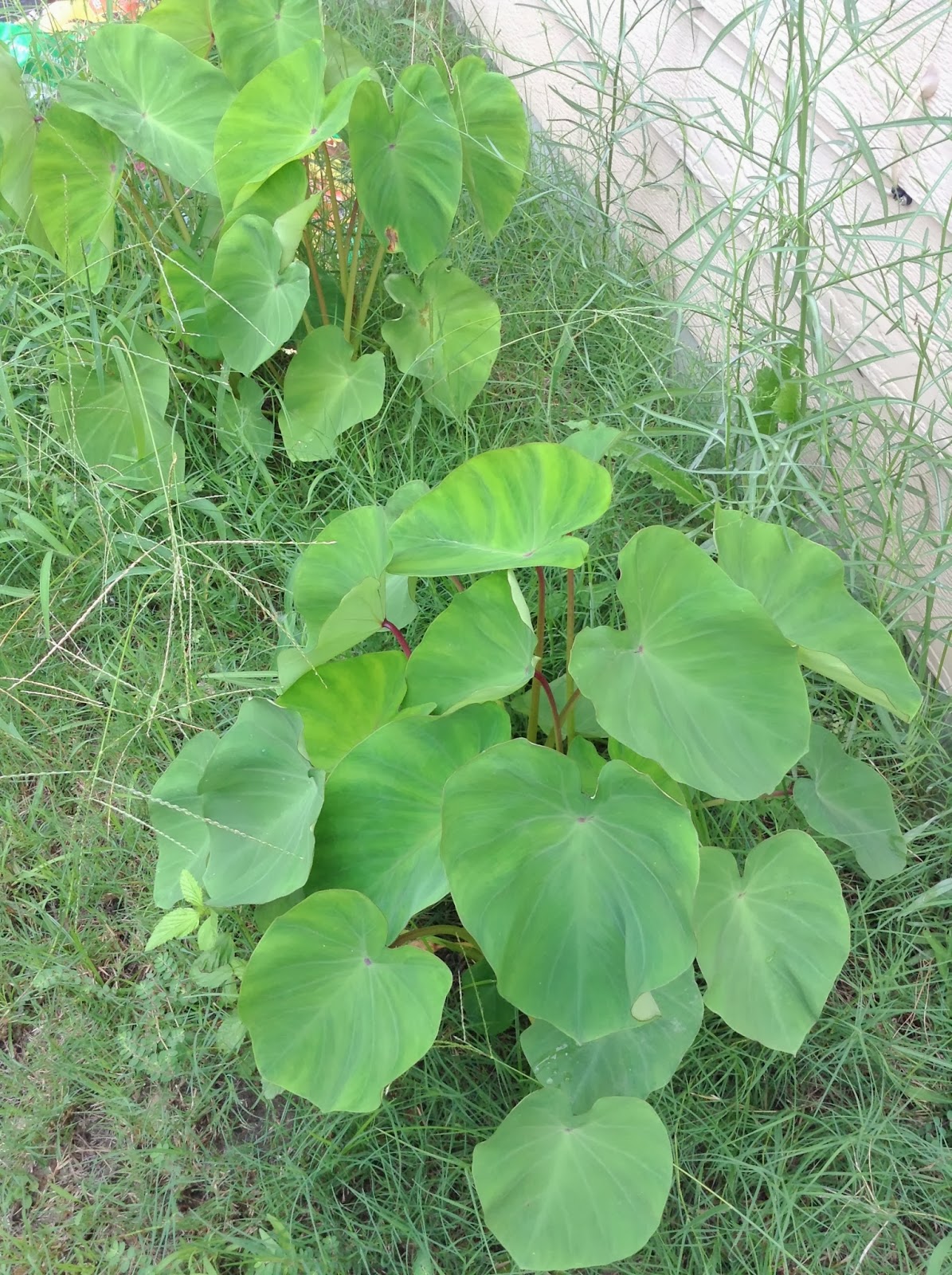 Home &amp; Garden Taro or Gabi