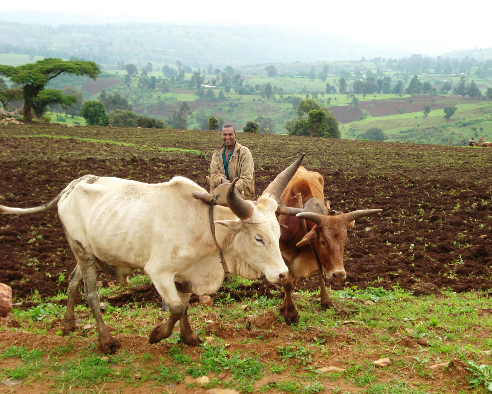 Ethiopian Farmer