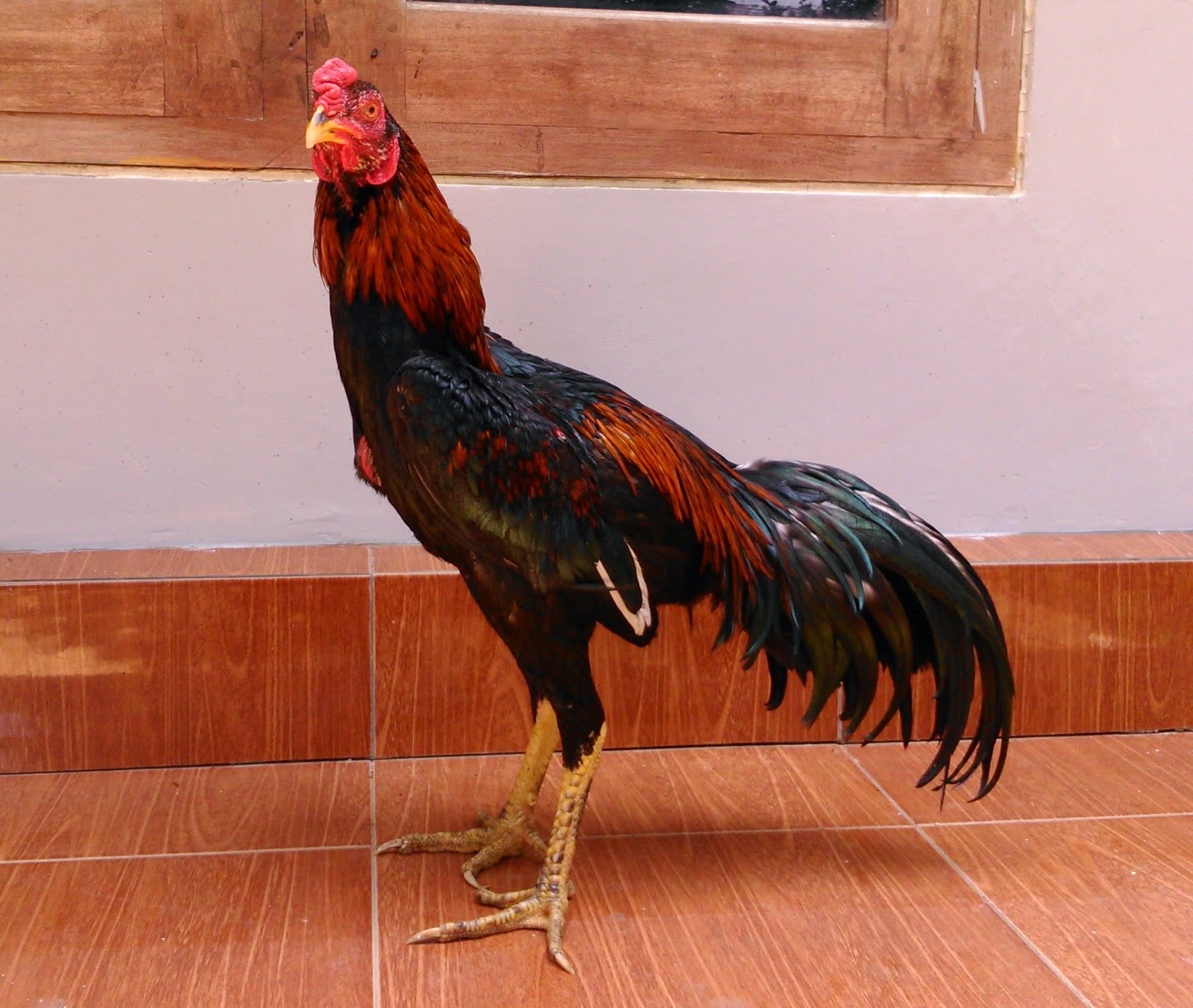 Cara Memilih Kaki dan Sisik Ayam bangkok Juara Ayam Juara