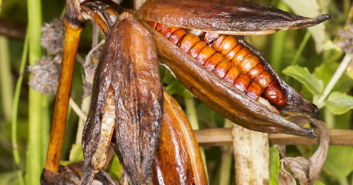 Two Iris Seed Pods Naturally