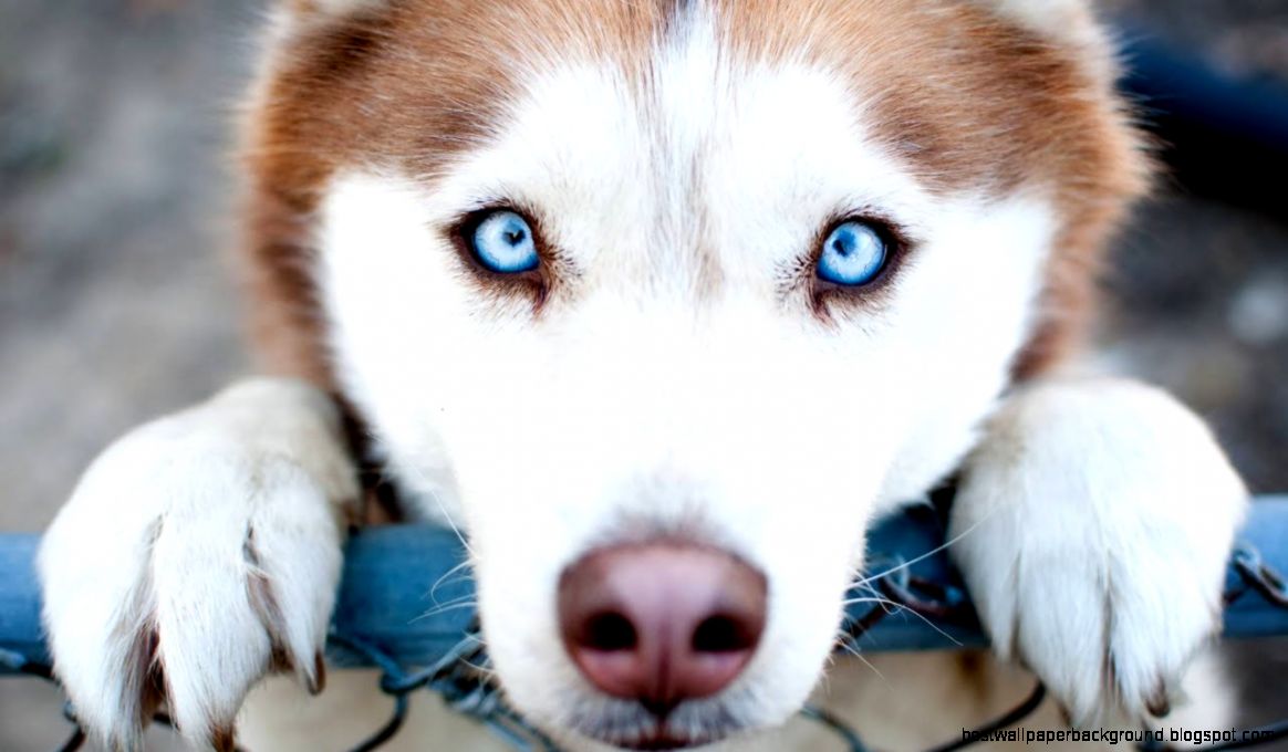 How Do Dogs See The World YouTube How Do Dogs See The World YouTube