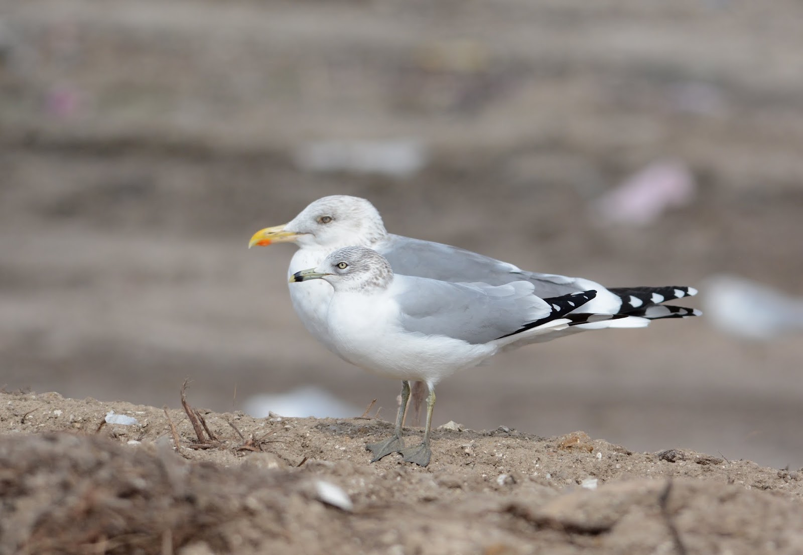 Anything Larus Appledore Gulls Herring x Lesser Blackbacked Hybrids