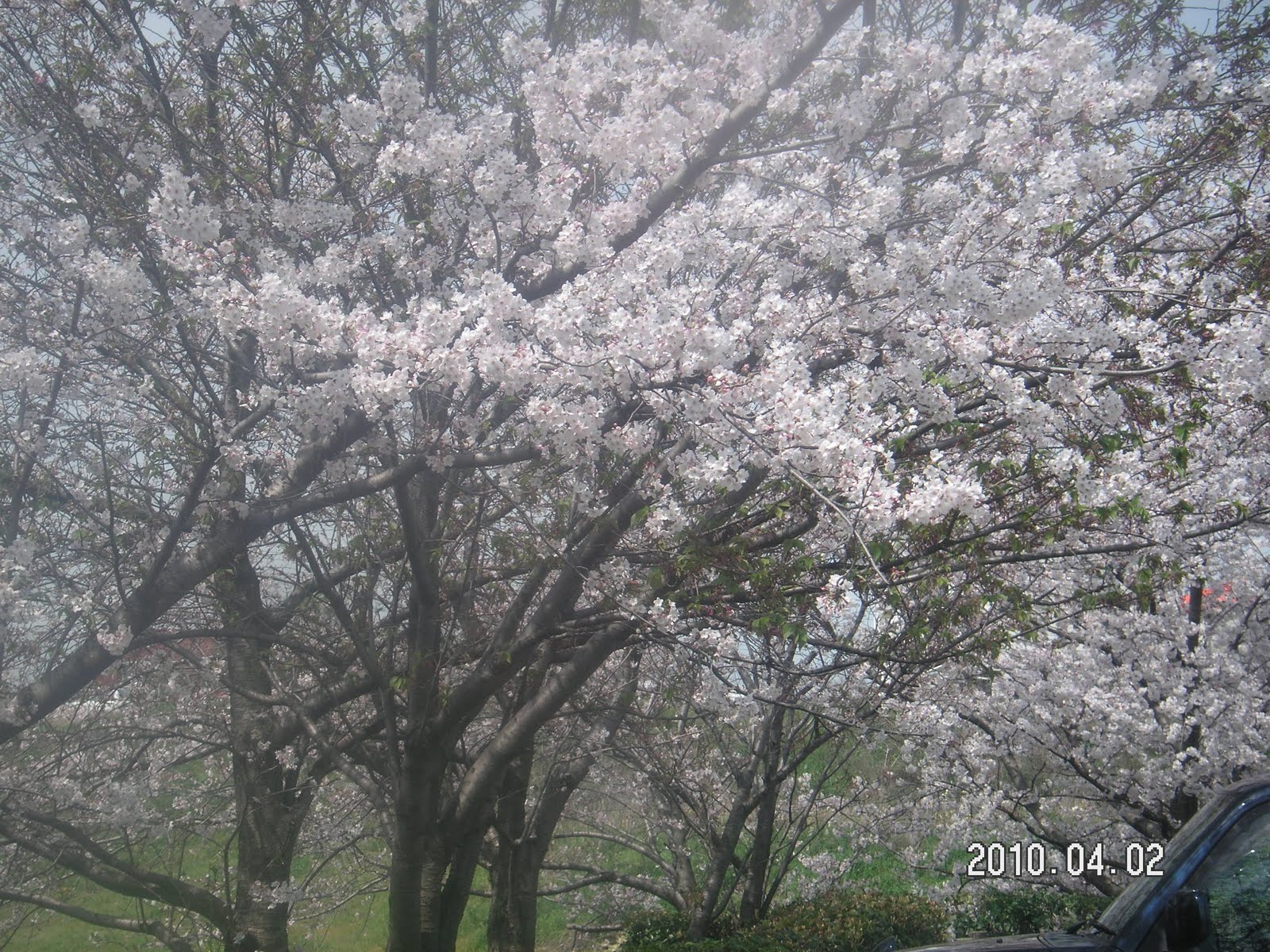 http://3.bp.blogspot.com/-p4gZgJGSQ9E/TyclgwElYtI/AAAAAAAAA7Q/KsQGADSmSs8/s1600/spring+trees.JPG