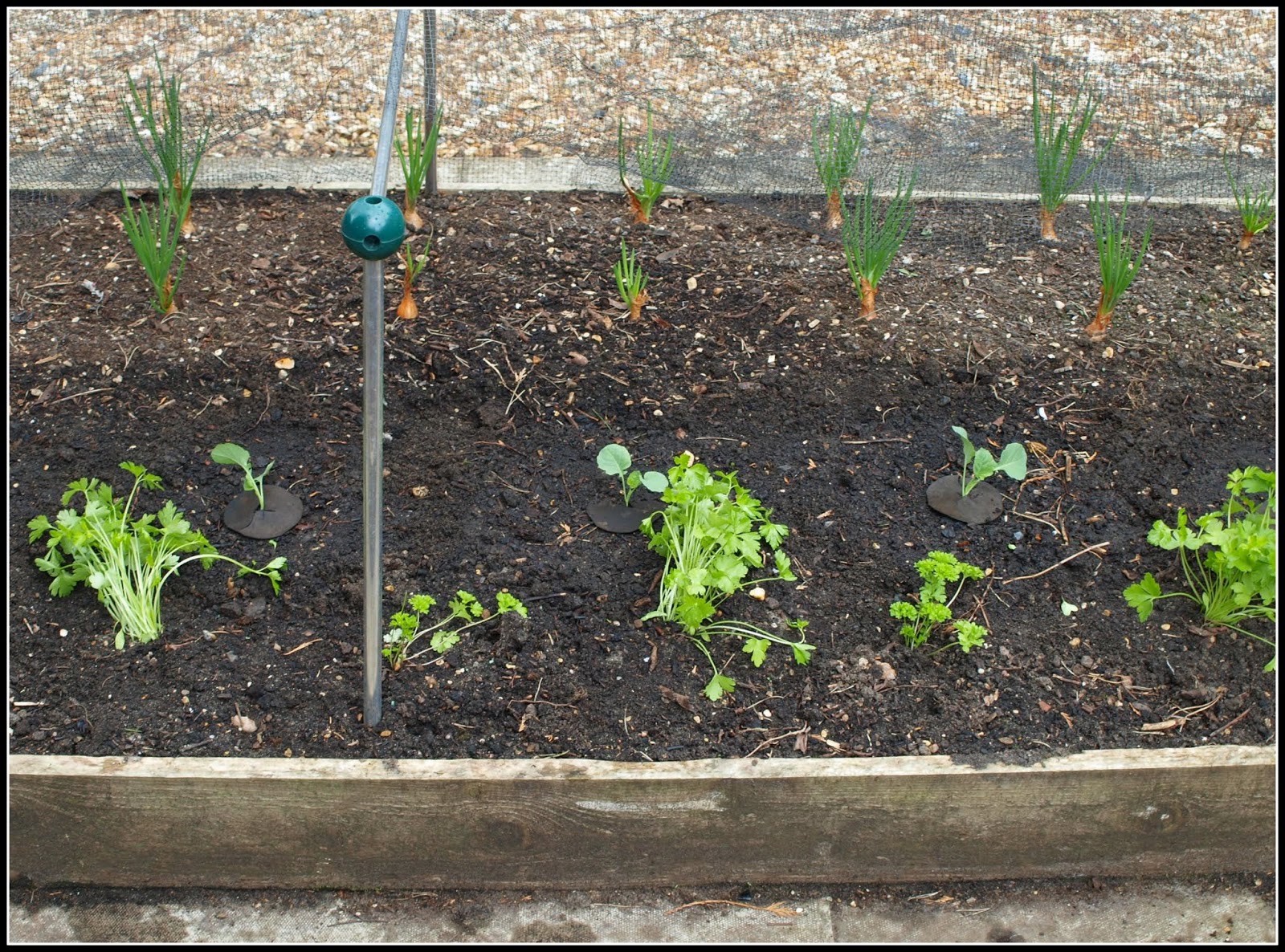 Mark's Veg Plot Transplanting Broccoli seedlings