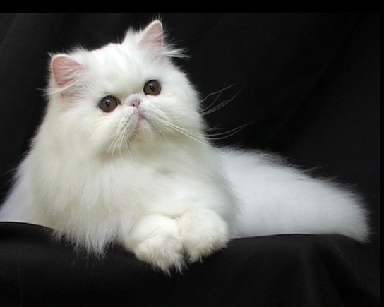 Gatti Le Razze A Pelo Lungo E Semilungo Pets Life