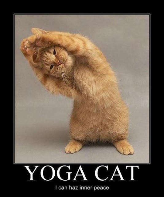 Yoga Cat Funny Cat Pictures