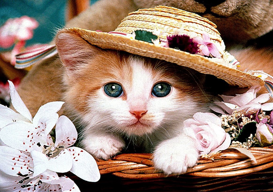 cute kittens med kittens wallpapers Free Photos cute kittens med kittens wallpapers Free Photos
