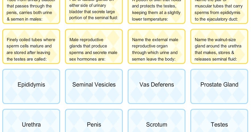 English at Intxaurrondo Hegoa School: Quiz on Male Reproductive Organs