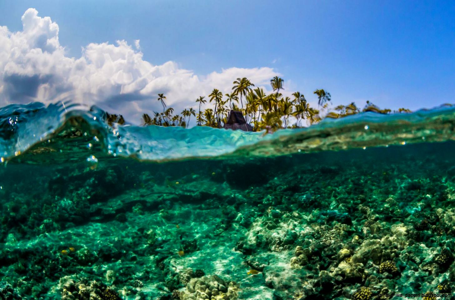 Top Big Island Wallpaper White Image Top Picture Top Big Island Wallpaper White Image Top Picture