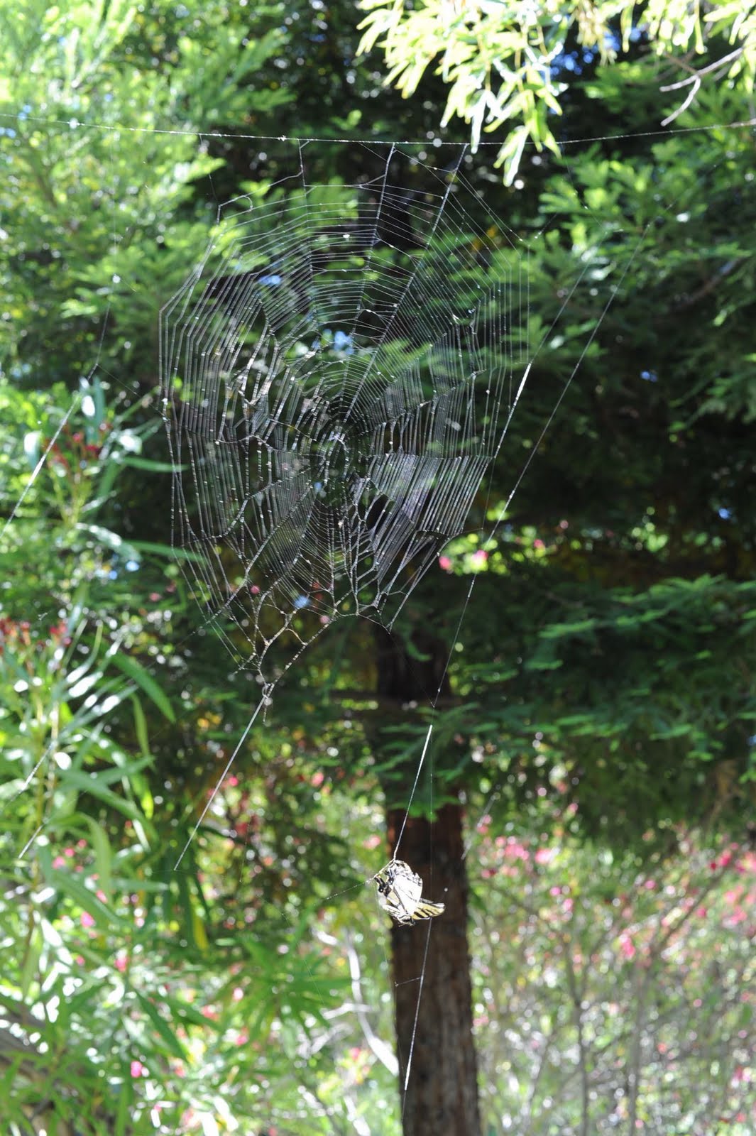 Gigantic Spider