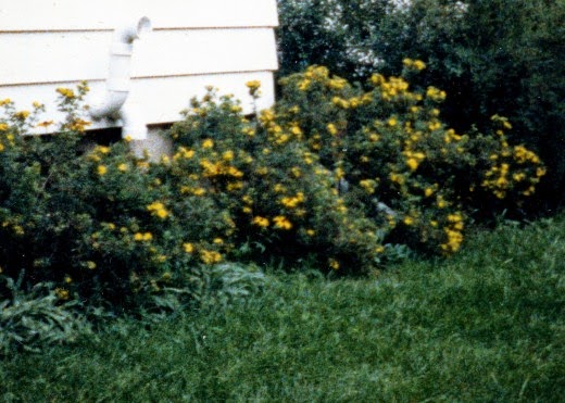 Future Plants By Randy Stewart Potentilla