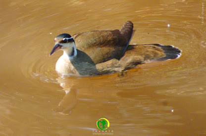 Ipequí (Heliornis fulica)