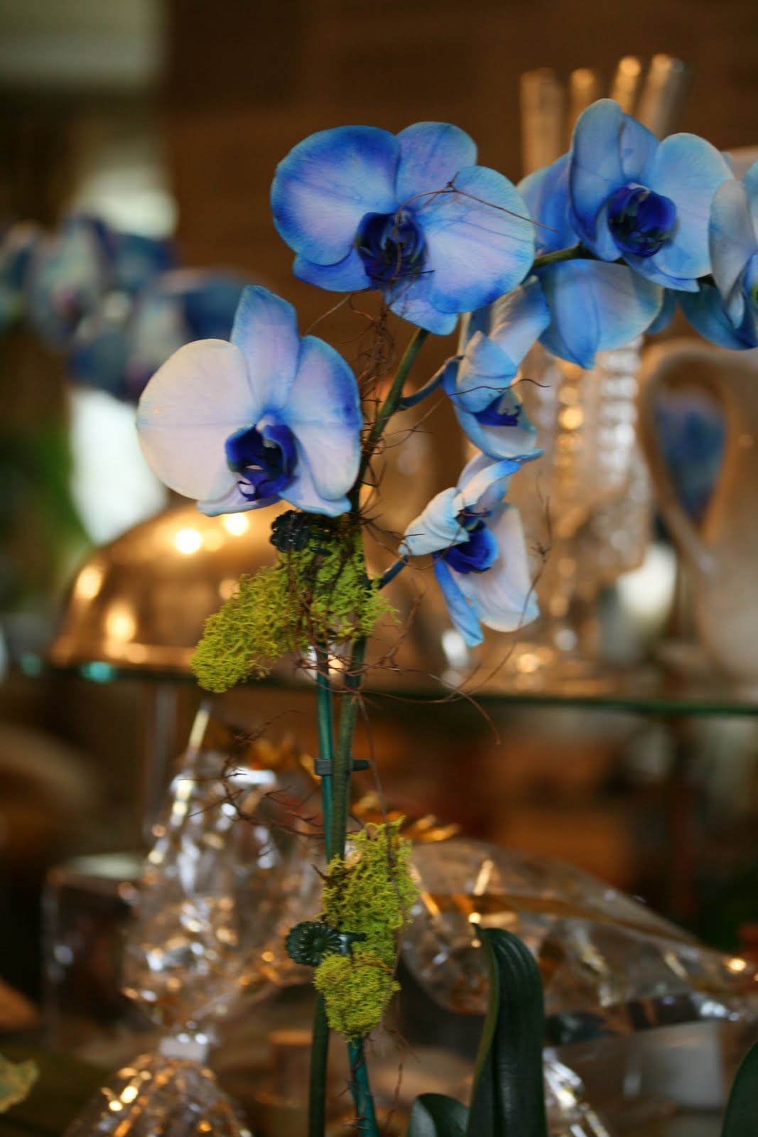 Blue Mystic Orchid