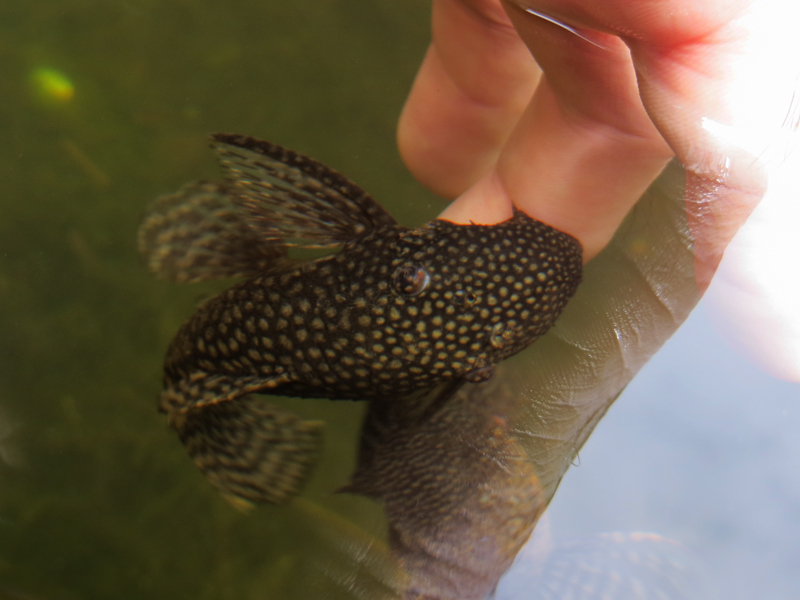 Centi bastelt FischManiküre