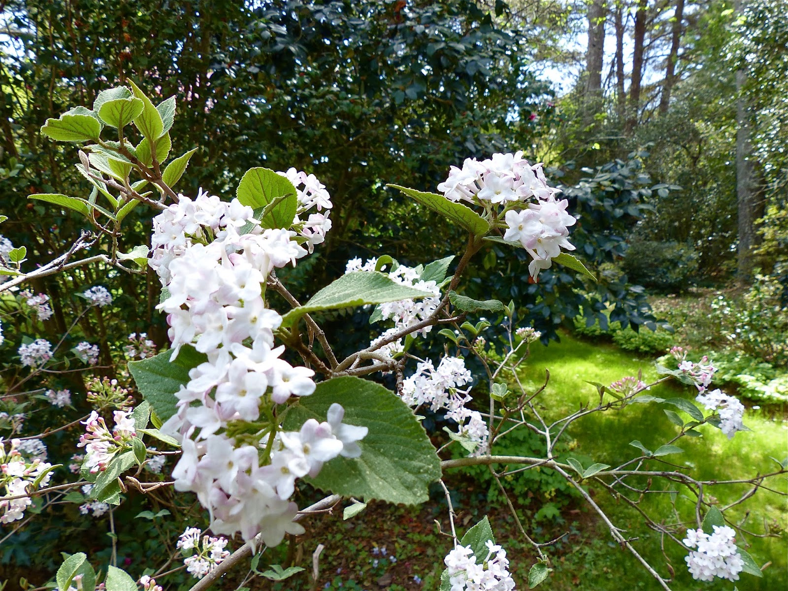 The Intercontinental Gardener Perfectly Contained Wilderness