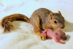 File:Baby squirrel in tree 2.jpg