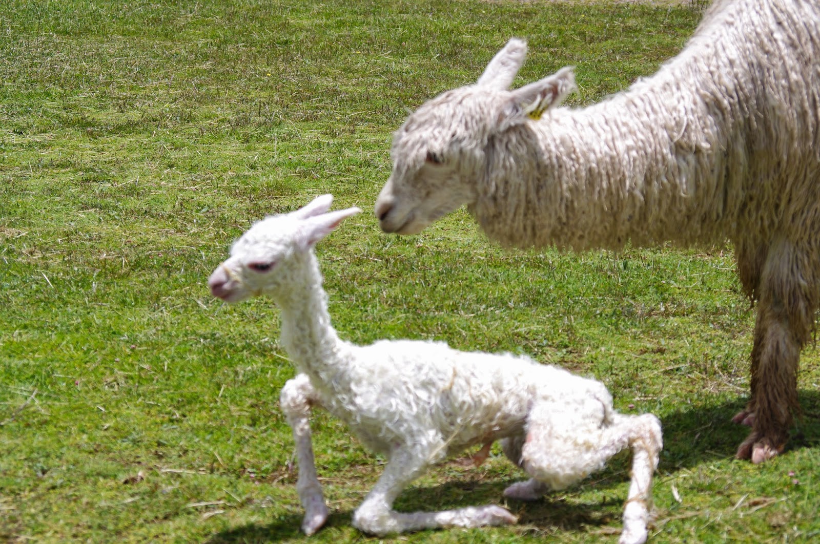 Wendy's Wonderings and Wanderings: Stones, Stories and Sharing