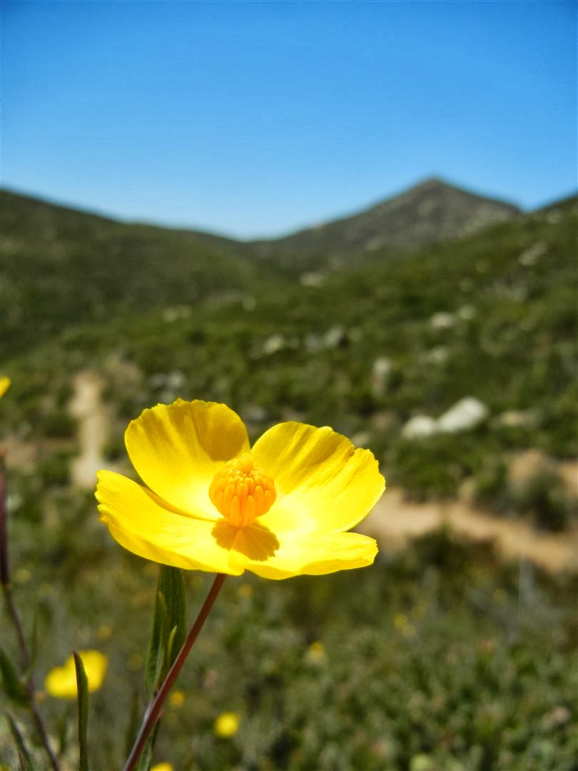 Wildflowers in the sun.