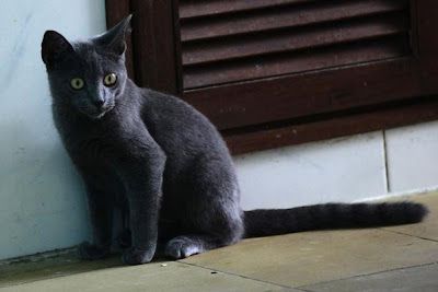 新品種 古巴藍貓