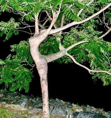tree dancer
