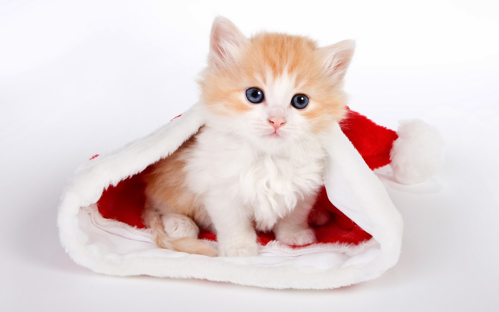 Hd Wallpapers Cute Cat Wallpapers
