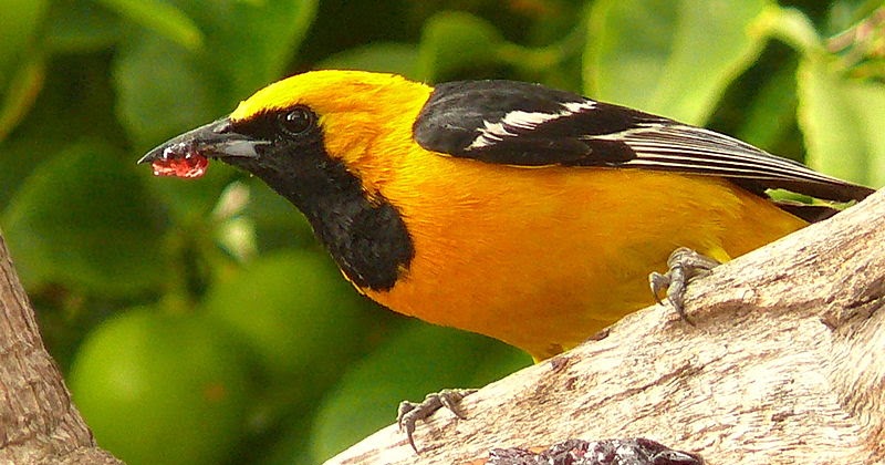 Variety of Life Icterus