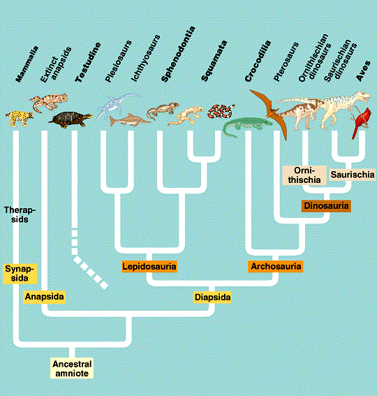 Amniote_Phylogeny.gif