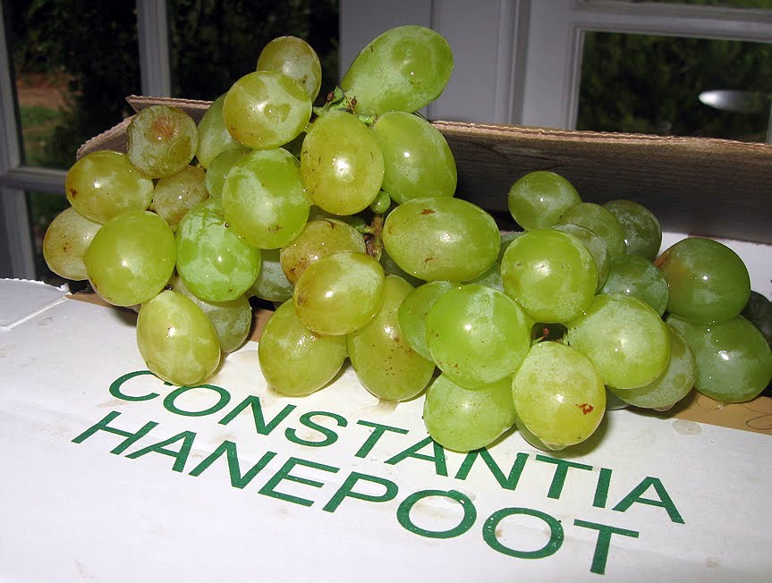 City of Sunshine and Storms Life in and around Cape Town Hanepoots