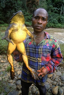 Ếch Goliath, loài ếch khổng lồ nhất thế giới.