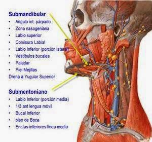 cadena ganglionar simpatica cervical alteraciones bucales cadena ganglionar simpatica cervical alteraciones bucales