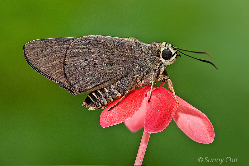 Badamia exclamationis Alchetron, The Free Social Encyclopedia