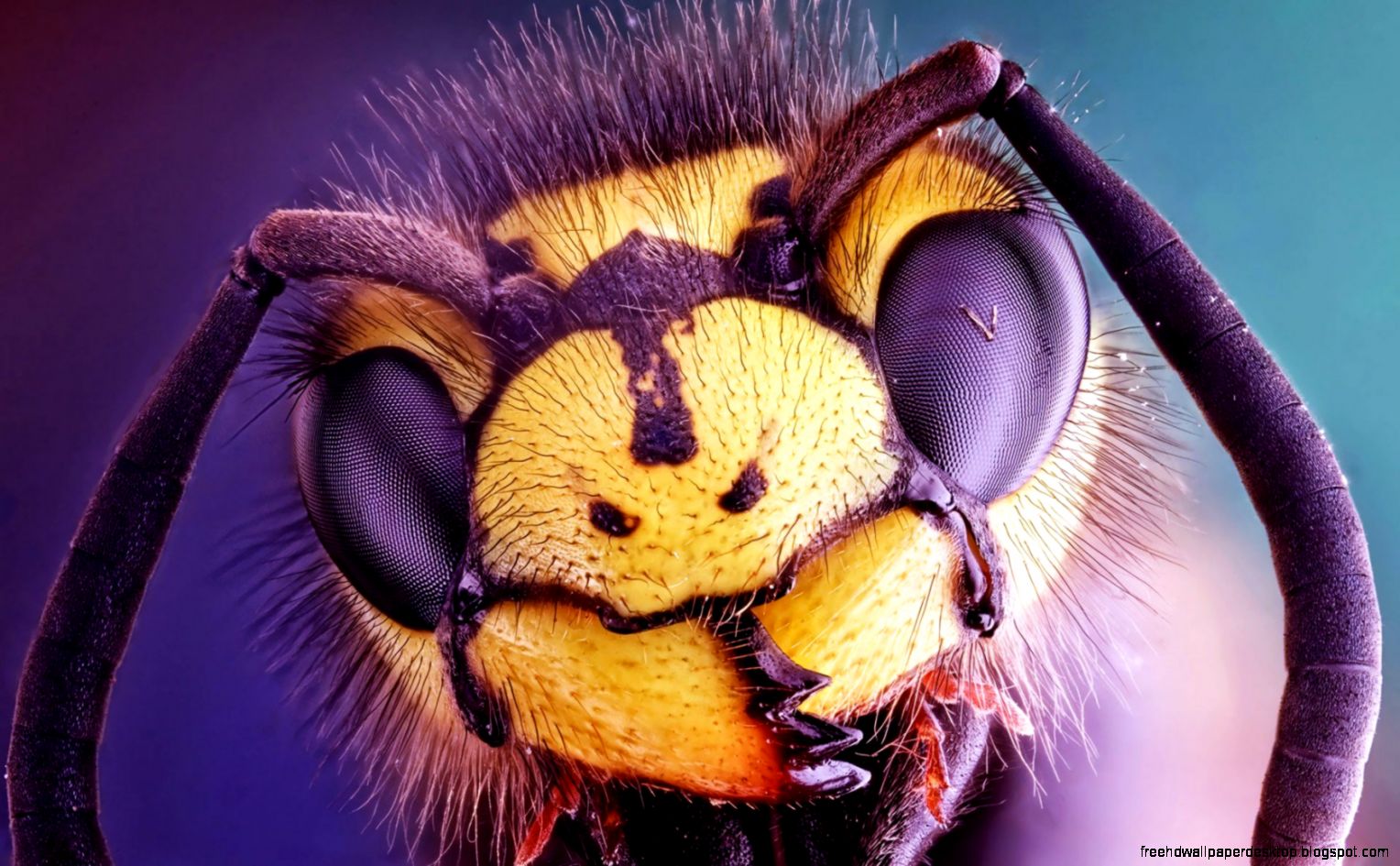 Wasp Insect Close Up Head Wasp Insect Close Up Head
