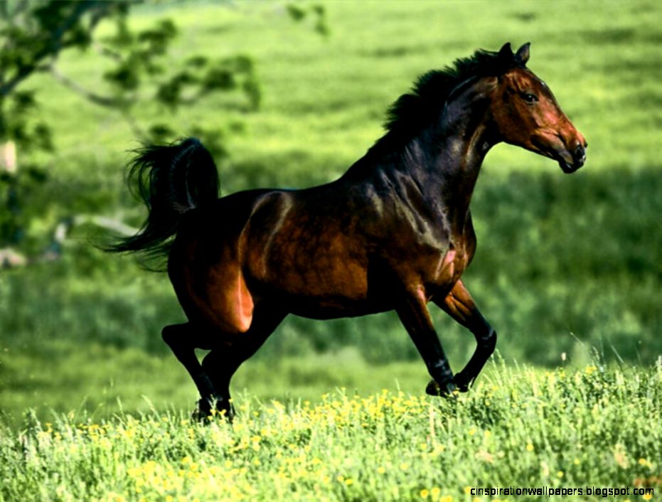 Wild Quarter Horse Wild Quarter Horse