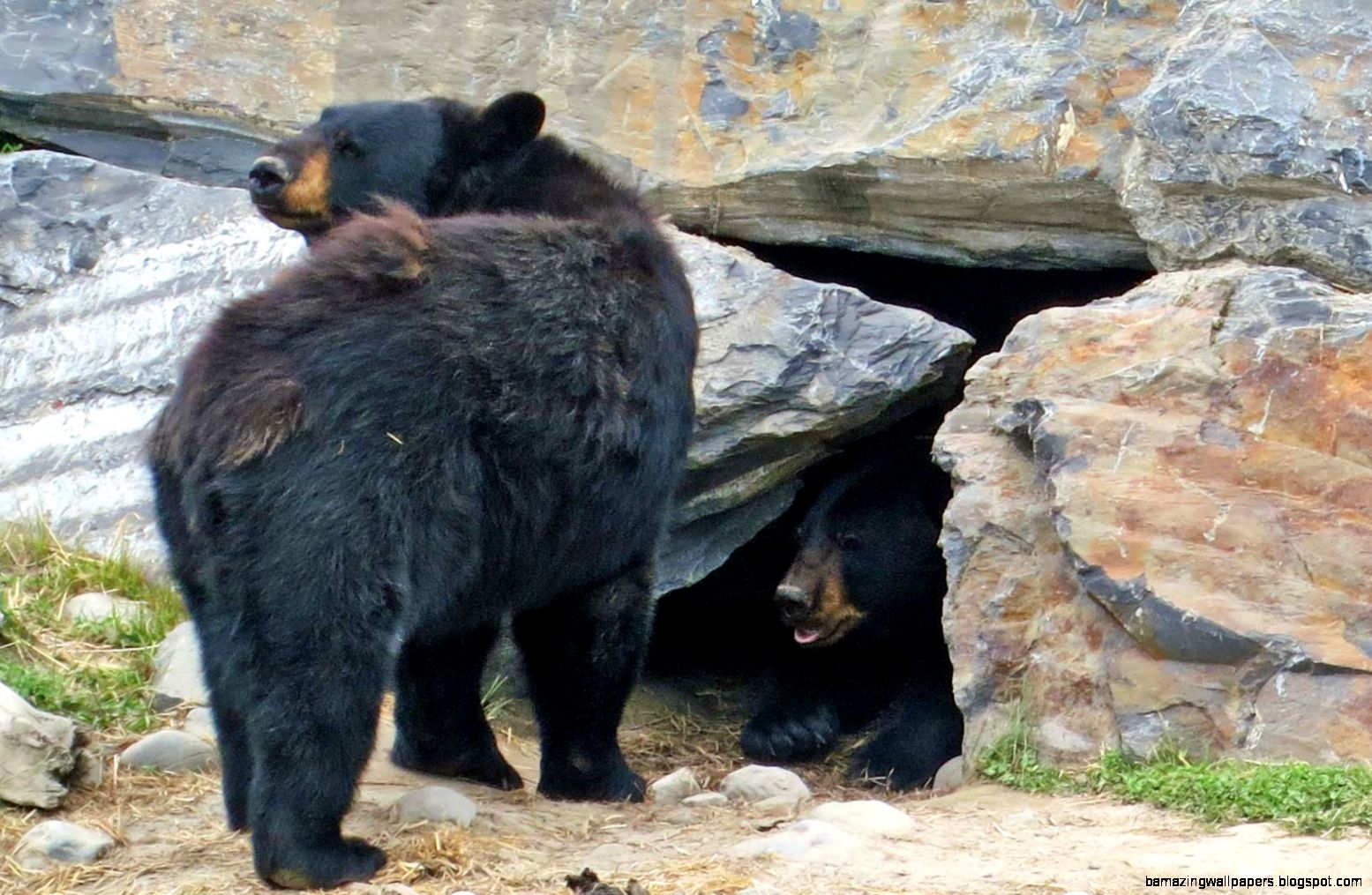 Bear Cave Related Keywords Suggestions Bear Cave Long Tail Bear Cave Related Keywords Suggestions Bear Cave Long Tail