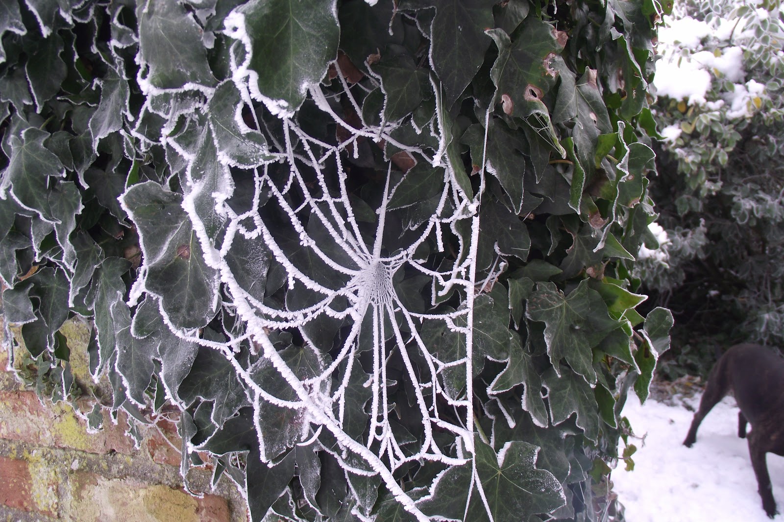 Meadowmat bringing back our wild flowers Native flowers and grasses